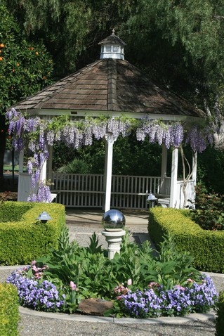 Gazebo in bloom with twining wisteria