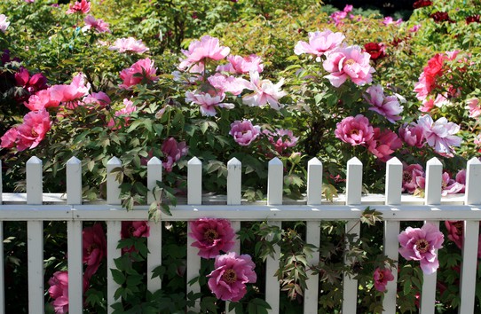 Single-flowered tree peonies planted by Ethel Farrington