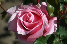 "Charlotte Armstrong" was Dorothy Farrington's favorite rose